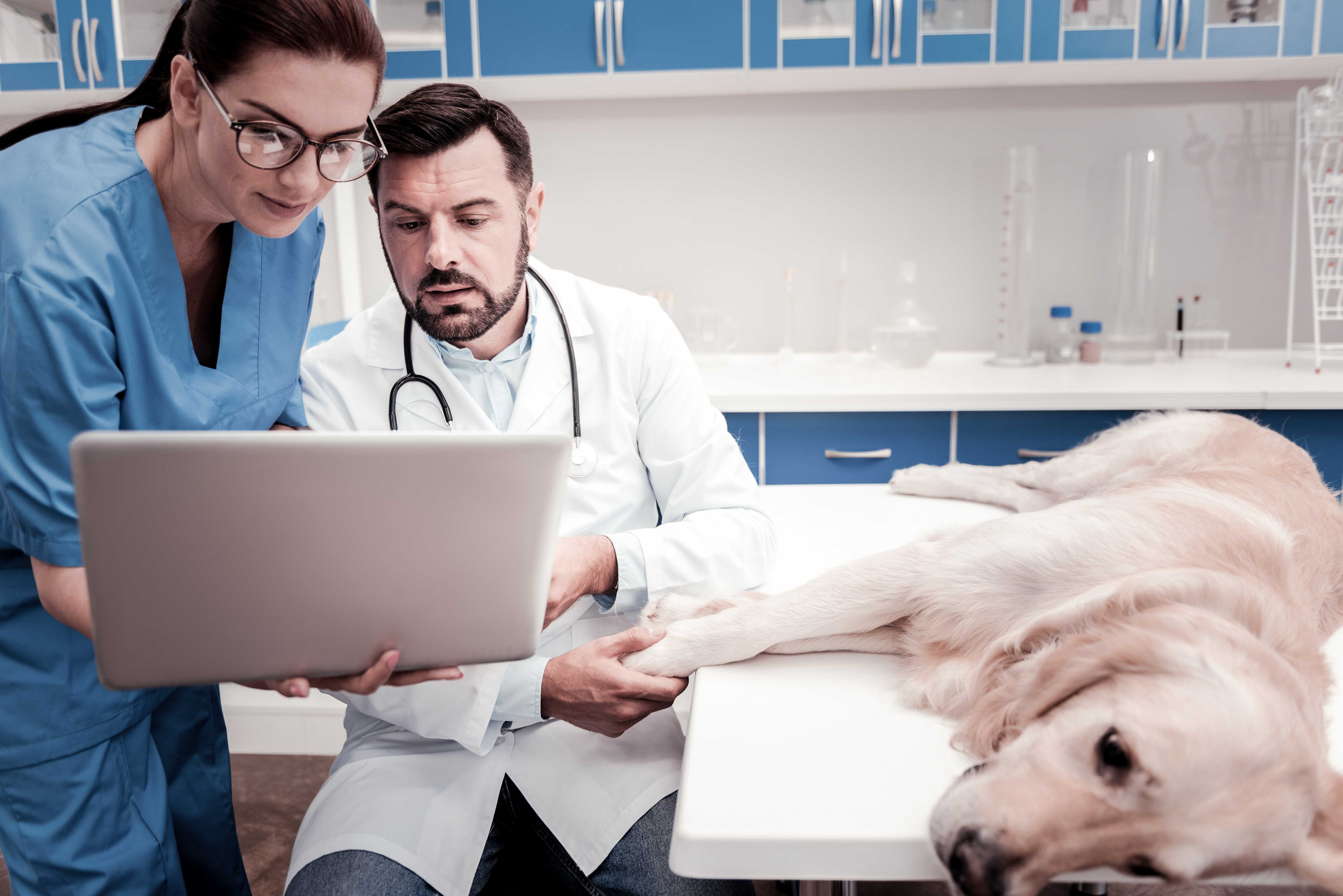 Managed IT services for veterinary clinics (1)