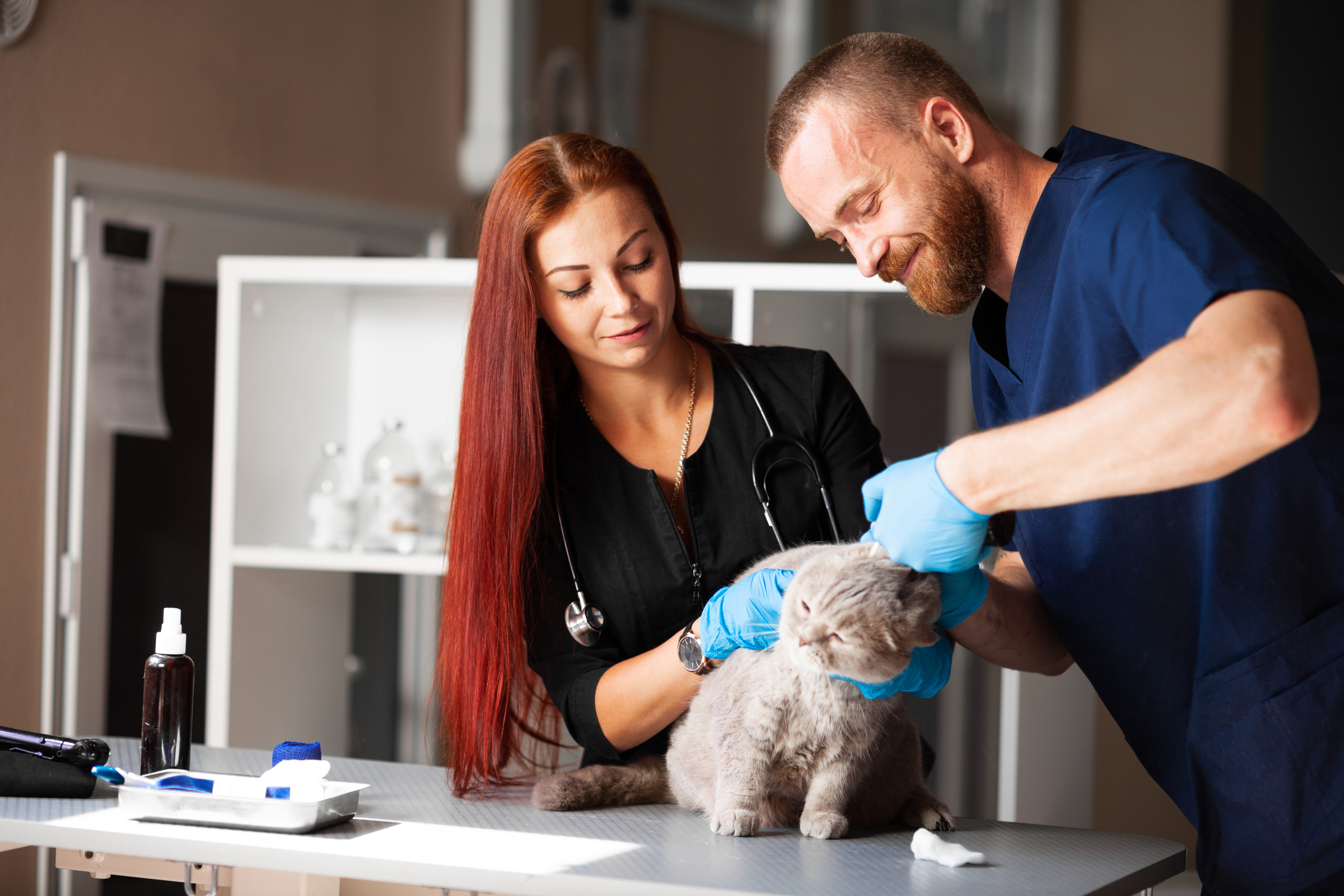 Managed IT services for veterinary clinics